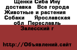 Щенки Сиба Ину доставка - Все города Животные и растения » Собаки   . Ярославская обл.,Переславль-Залесский г.